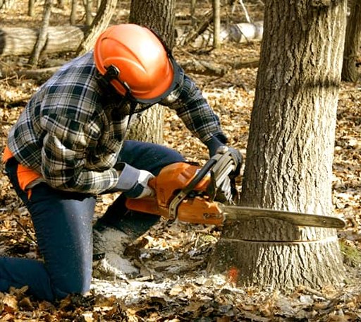 Tree Removal in Dublin, PA